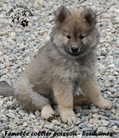 Chiot femelle