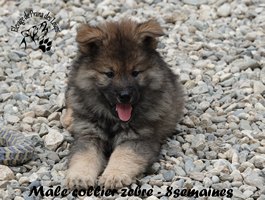 Chiot mâle
