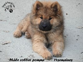 Chiot mâle