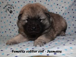 chiot eurasier