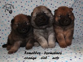 chiot eurasier