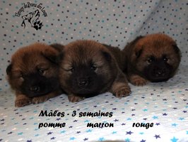 chiot eurasier