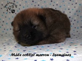 chiot eurasier