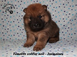 chiot eurasier