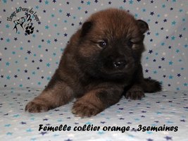 chiot eurasier