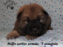 chiot eurasier