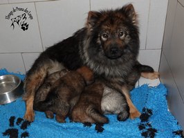 chiot eurasier