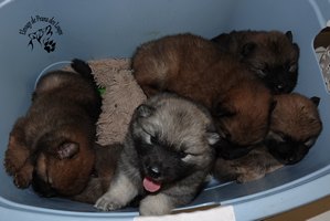 chiot eurasier