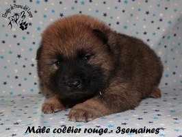 chiot eurasier