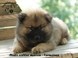 chiot eurasier