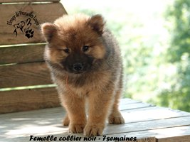 chiot eurasier