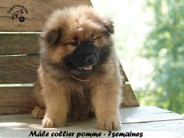 chiot eurasier