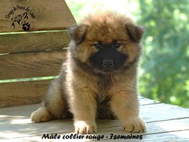 chiot eurasier