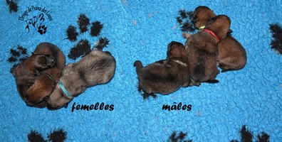 chiot eurasier