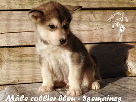 chiot malamute