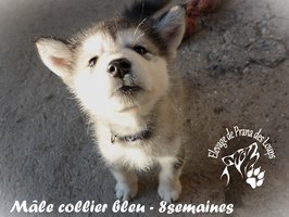 chiot malamute