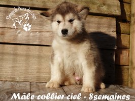 chiot malamute
