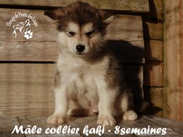 chiot malamute