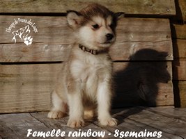 chiot malamute