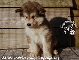 chiot malamute