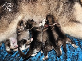 chiot malamute