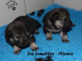 chiot eurasier