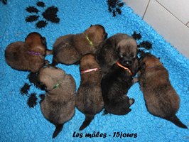 chiot eurasier