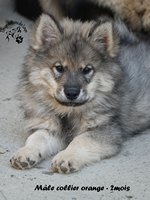 chiot eurasier