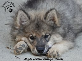 chiot eurasier