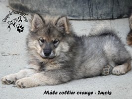 Chiot mâle