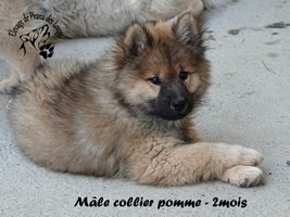 Chiot mâle
