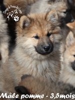 chiot eurasier