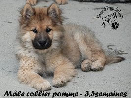chiot eurasier
