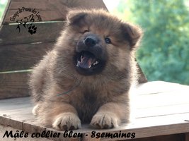 chiot eurasier