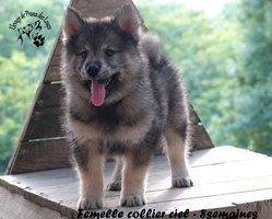 chiot eurasier