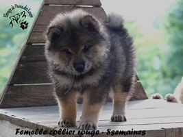 chiot eurasier
