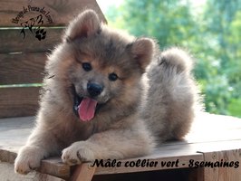 chiot eurasier