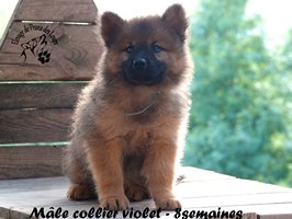 chiot eurasier