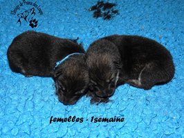 chiot eurasier
