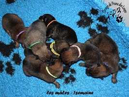 chiot eurasier