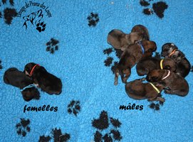 chiot eurasier