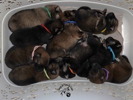 chiot eurasier