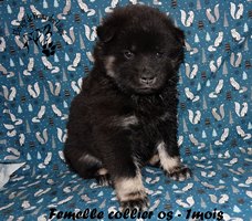 chiot eurasier