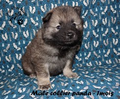 chiot eurasier