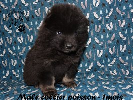 chiot eurasier