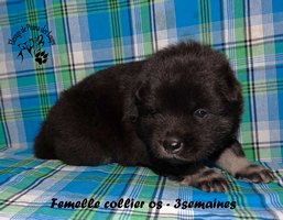 chiot eurasier