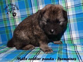 chiot eurasier