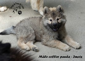 chiot eurasier