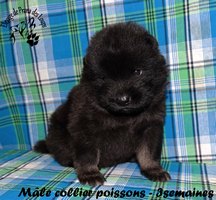 chiot eurasier