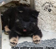 chiot eurasier